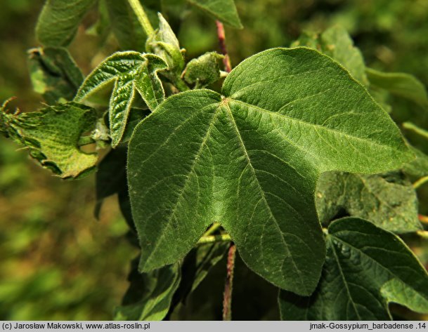 Gossypium barbadense (bawełna peruwiańska)