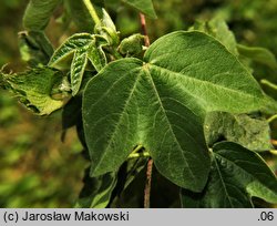 Gossypium barbadense (bawełna peruwiańska)