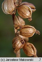 Goodyera repens (tajęża jednostronna)