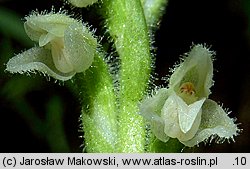 Goodyera repens (tajęża jednostronna)