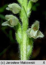 Goodyera repens (tajęża jednostronna)