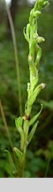 Goodyera repens (tajęża jednostronna)