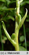 Goodyera repens (tajęża jednostronna)