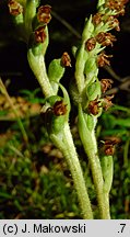 Goodyera repens (tajęża jednostronna)