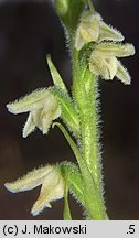 Goodyera repens (tajęża jednostronna)