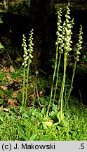 Goodyera repens (tajęża jednostronna)