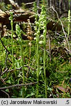 Goodyera repens (tajęża jednostronna)