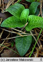 Goodyera repens (tajęża jednostronna)