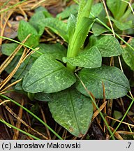 Goodyera repens (tajęża jednostronna)