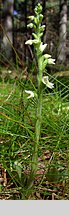 Goodyera repens (tajęża jednostronna)