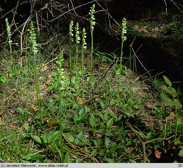 Goodyera repens (tajęża jednostronna)