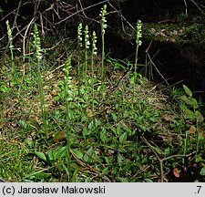 Goodyera repens (tajęża jednostronna)