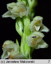 Goodyera repens (tajęża jednostronna)