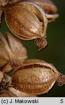 Goodyera repens (tajęża jednostronna)