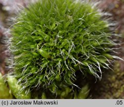 Dryptodon pulvinatus (strzechwowiec poduszkowy)