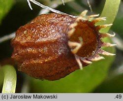 Dryptodon pulvinatus (strzechwowiec poduszkowy)