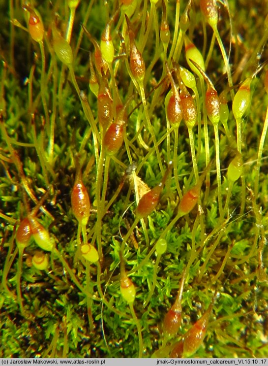 Gymnostomum calcareum (nagosz wapienny)