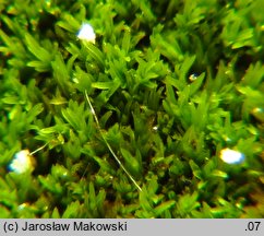 Gymnostomum calcareum (nagosz wapienny)