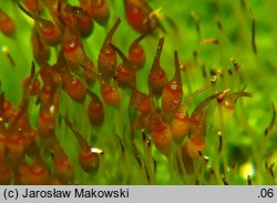 Gymnostomum calcareum (nagosz wapienny)