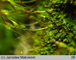 Gymnostomum calcareum (nagosz wapienny)