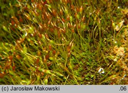 Gymnostomum calcareum (nagosz wapienny)