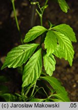 Gynostemma pentaphyllum (jaogulan)