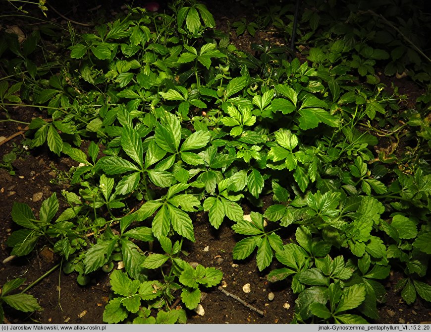 Gynostemma pentaphyllum (jaogulan)