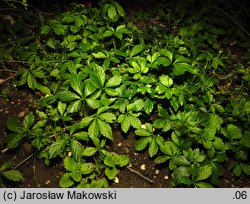 Gynostemma pentaphyllum (jaogulan)