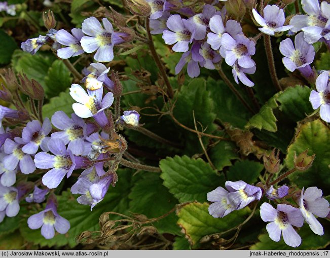 Haberlea rhodopensis