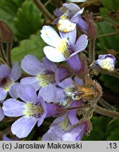 Haberlea rhodopensis