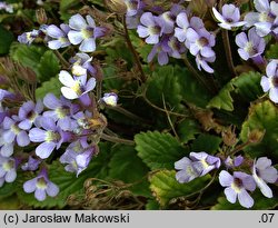 Haberlea rhodopensis