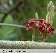 Hamamelis mollis (oczar chiński)