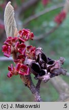 Hamamelis mollis (oczar chiński)