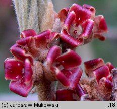 Hamamelis mollis (oczar chiński)