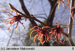 Hamamelis ×intermedia (oczar pośredni)