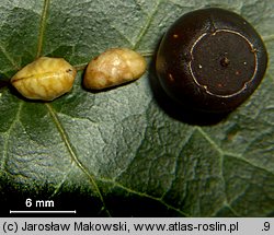 Hedera helix (bluszcz pospolity)