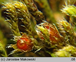 Hedwigia ciliata (hedwigia rzęsowata)