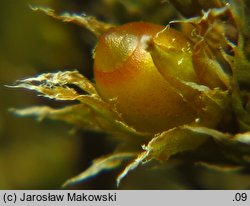 Hedwigia ciliata (hedwigia rzęsowata)