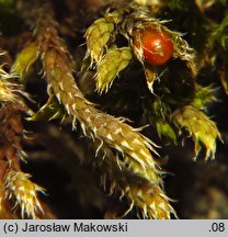 Hedwigia ciliata (hedwigia rzęsowata)