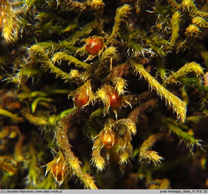 Hedwigia ciliata (hedwigia rzęsowata)