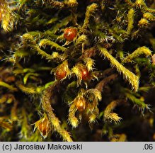 Hedwigia ciliata (hedwigia rzęsowata)