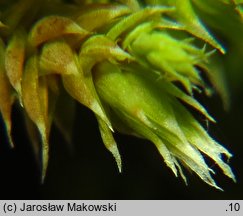 Hedwigia ciliata (hedwigia rzęsowata)