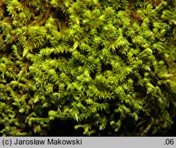 Hedwigia ciliata (hedwigia rzęsowata)