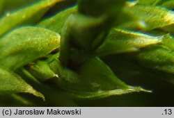 Hedwigia ciliata (hedwigia rzęsowata)