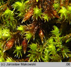 Hedwigia ciliata (hedwigia rzęsowata)