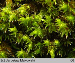 Hedwigia ciliata (hedwigia rzęsowata)