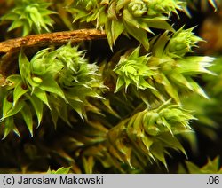 Hedwigia ciliata (hedwigia rzęsowata)