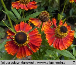 Helenium (dzielżan)