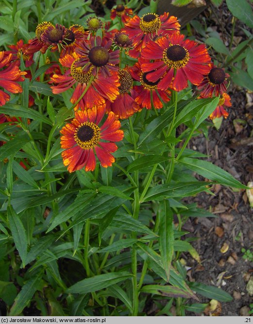 Helenium (dzielżan)