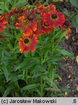 Helenium (dzielżan)